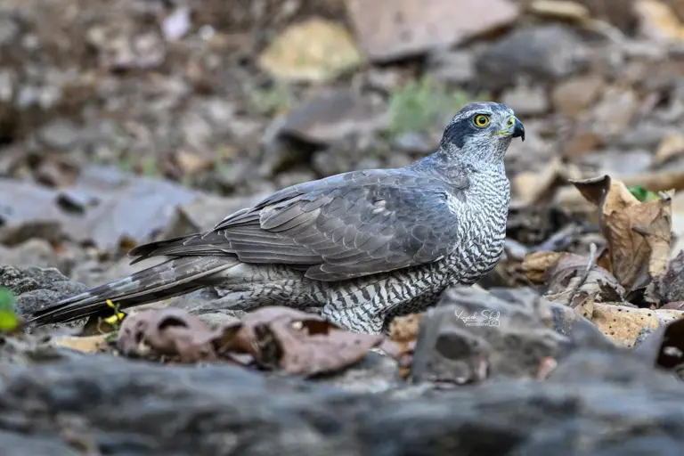 Eurasian goshawk